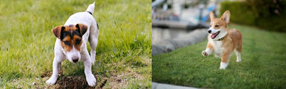 Welsh Corgi vs Russell Terrier - Breed Comparison