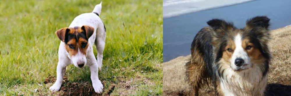 Welsh Sheepdog vs Russell Terrier - Breed Comparison