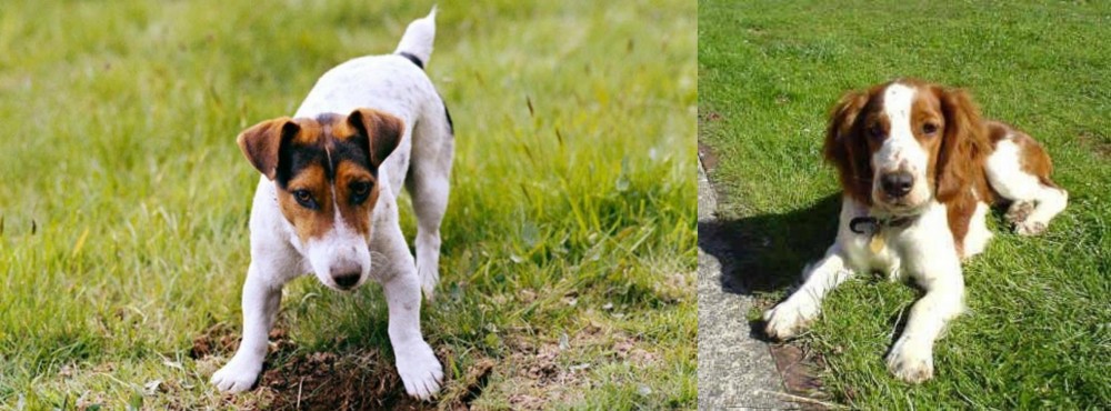 Welsh Springer Spaniel vs Russell Terrier - Breed Comparison