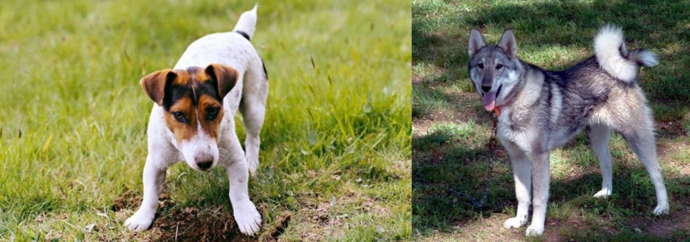 West Siberian Laika vs Russell Terrier - Breed Comparison