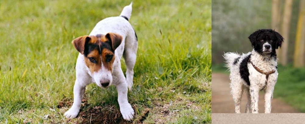 Wetterhoun vs Russell Terrier - Breed Comparison