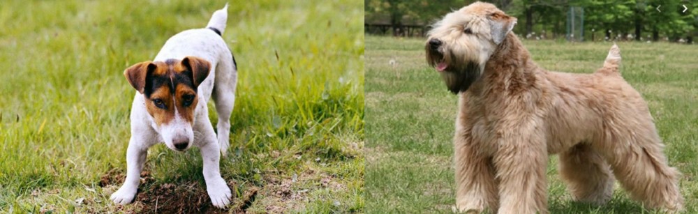 Wheaten Terrier vs Russell Terrier - Breed Comparison