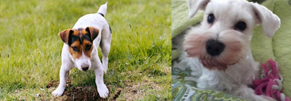 White Schnauzer vs Russell Terrier - Breed Comparison