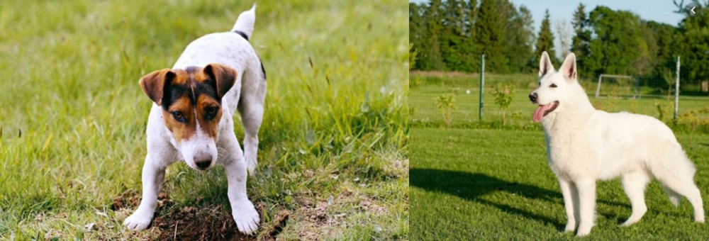White Shepherd vs Russell Terrier - Breed Comparison