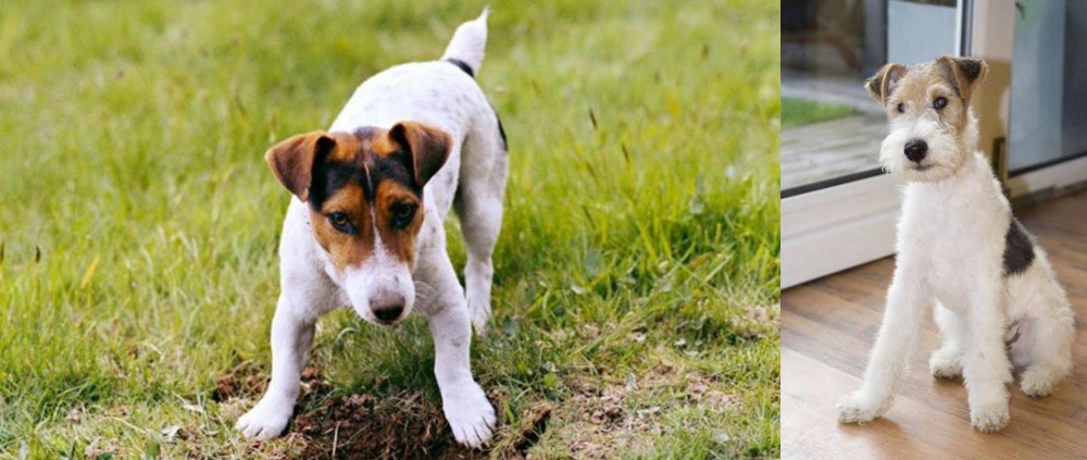 Wire Fox Terrier vs Russell Terrier - Breed Comparison
