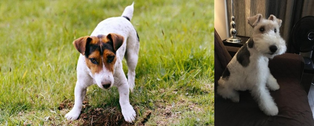 Wire Haired Fox Terrier vs Russell Terrier - Breed Comparison