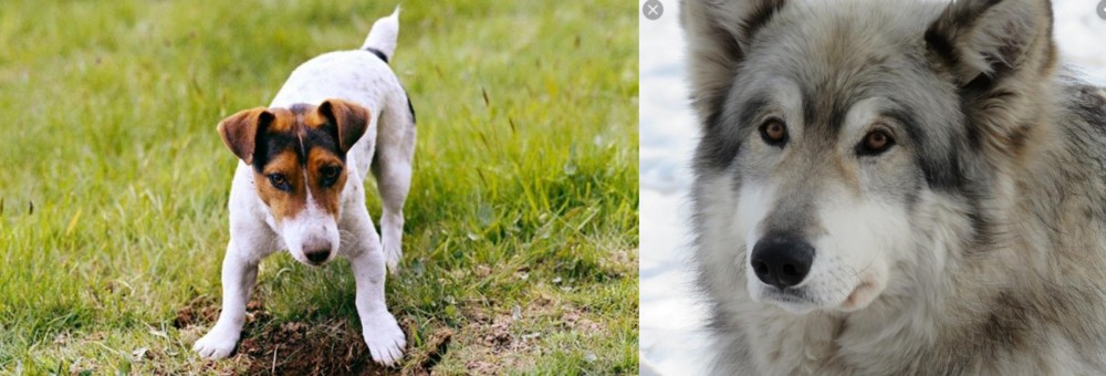 Wolfdog vs Russell Terrier - Breed Comparison