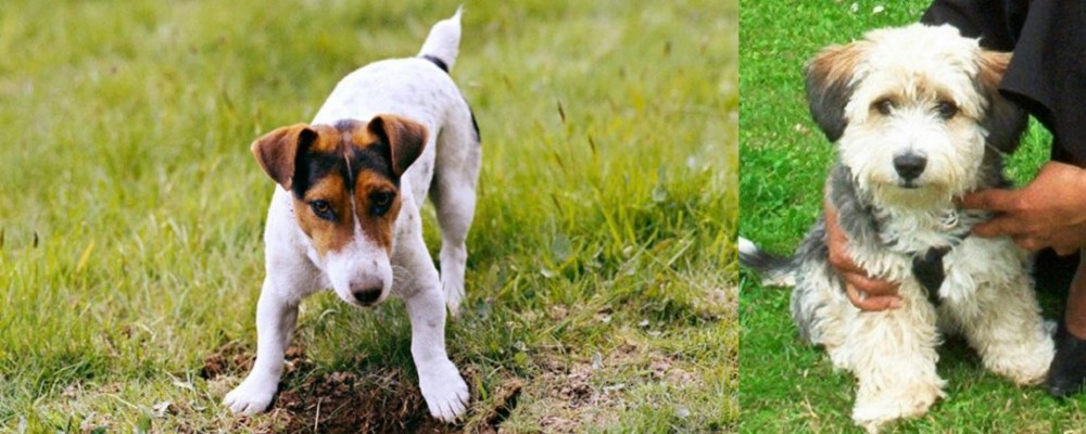 Yo-Chon vs Russell Terrier - Breed Comparison