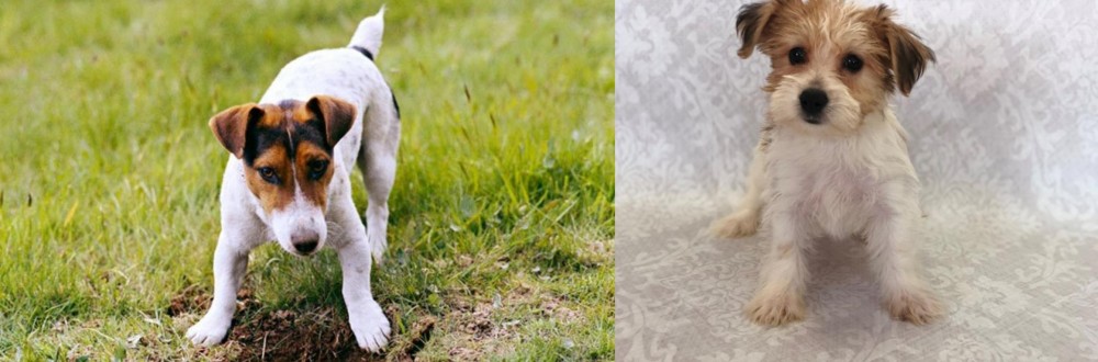 Yochon vs Russell Terrier - Breed Comparison