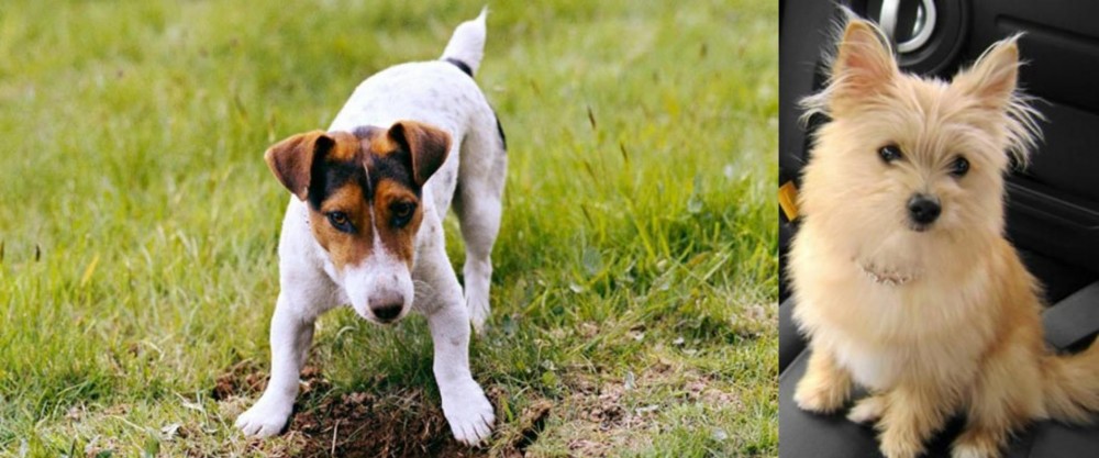Yoranian vs Russell Terrier - Breed Comparison