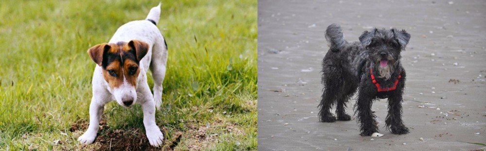 YorkiePoo vs Russell Terrier - Breed Comparison