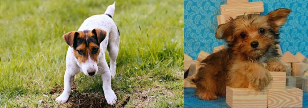 Yorkillon vs Russell Terrier - Breed Comparison