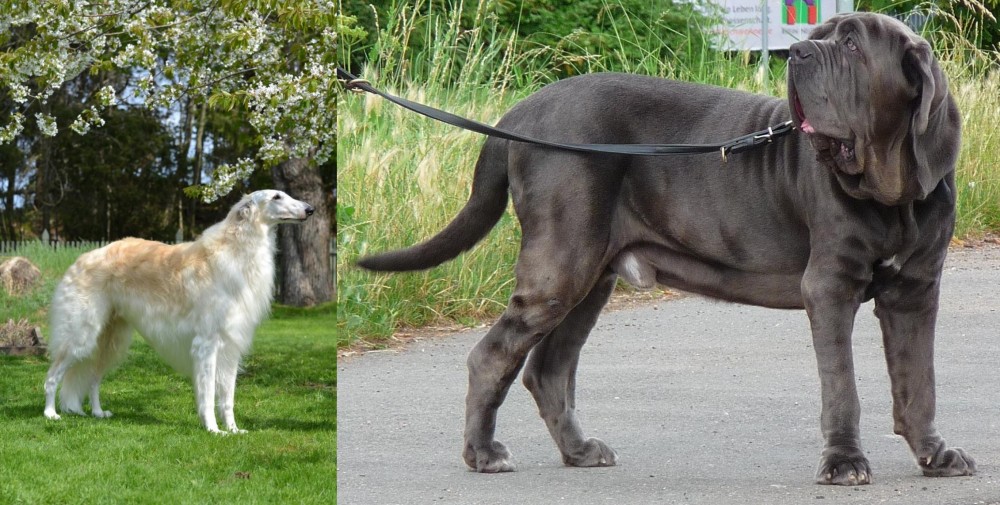 Neapolitan Mastiff vs Russian Hound - Breed Comparison