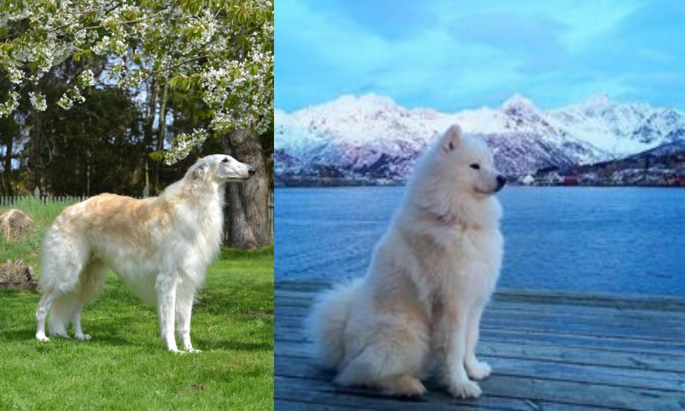 Samoyed vs Russian Hound - Breed Comparison