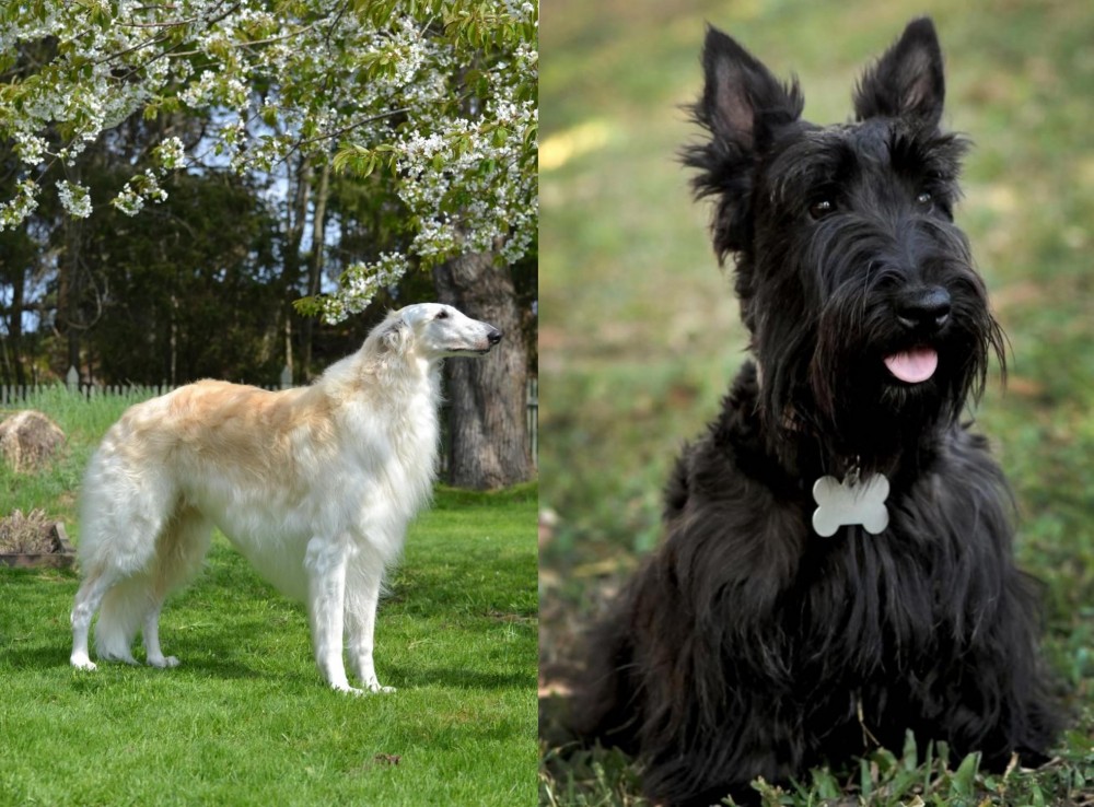 Scoland Terrier vs Russian Hound - Breed Comparison