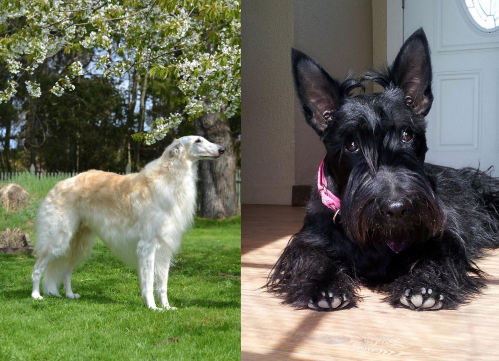 Scottish Terrier vs Russian Hound - Breed Comparison