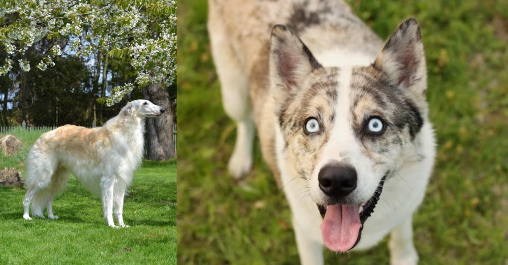 Shepherd Husky vs Russian Hound - Breed Comparison