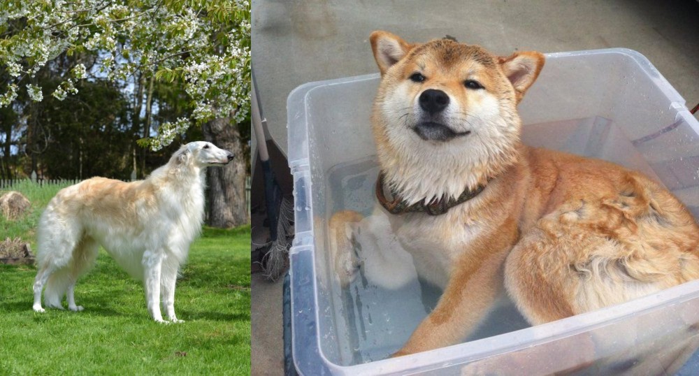 Shiba Inu vs Russian Hound - Breed Comparison