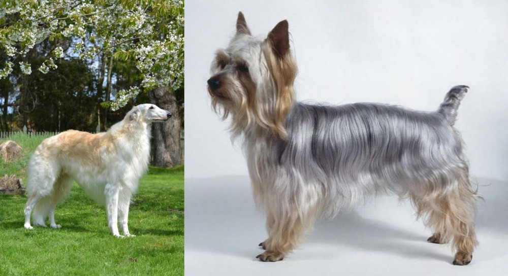 Silky Terrier vs Russian Hound - Breed Comparison