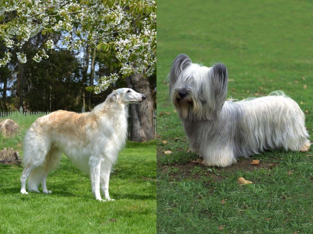Skye Terrier vs Russian Hound - Breed Comparison