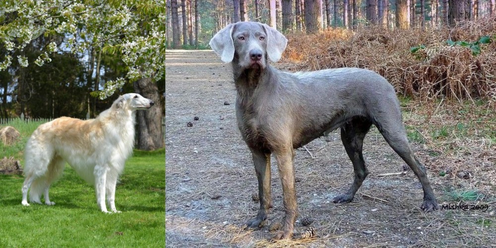 Slovensky Hrubosrsty Stavac vs Russian Hound - Breed Comparison