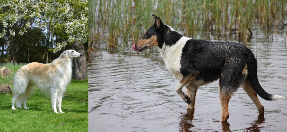 Smooth Collie vs Russian Hound - Breed Comparison