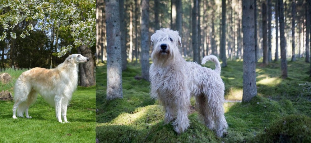 Soft-Coated Wheaten Terrier vs Russian Hound - Breed Comparison