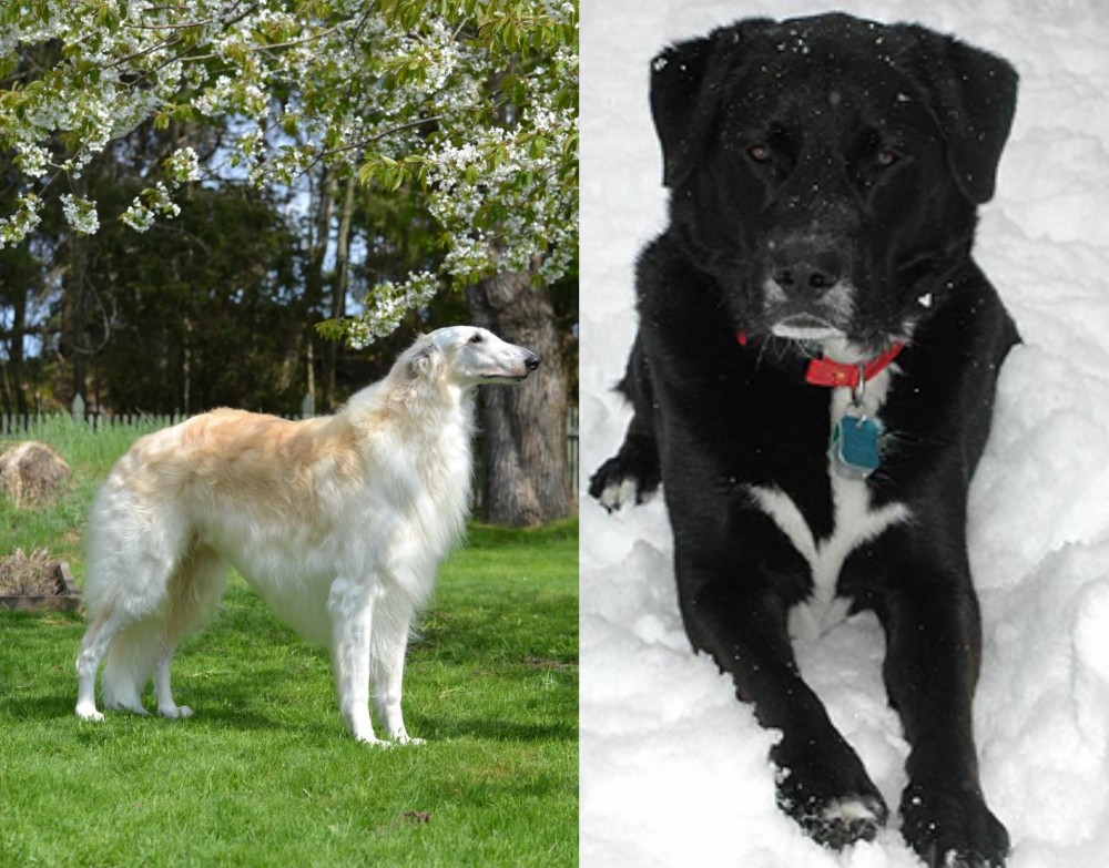 St. John's Water Dog vs Russian Hound - Breed Comparison