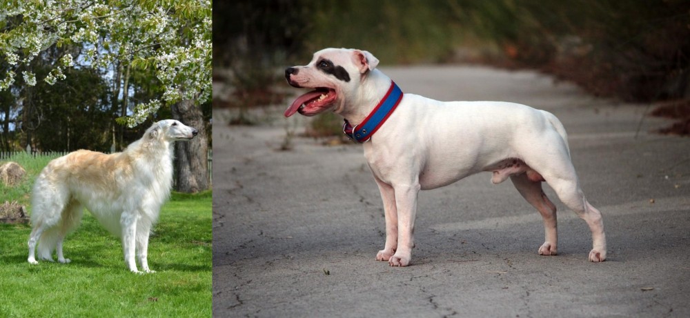 Staffordshire Bull Terrier vs Russian Hound - Breed Comparison