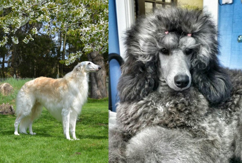 Standard Poodle vs Russian Hound - Breed Comparison