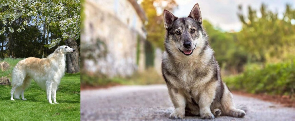 Swedish Vallhund vs Russian Hound - Breed Comparison