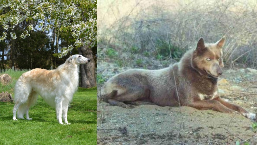 Tahltan Bear Dog vs Russian Hound - Breed Comparison