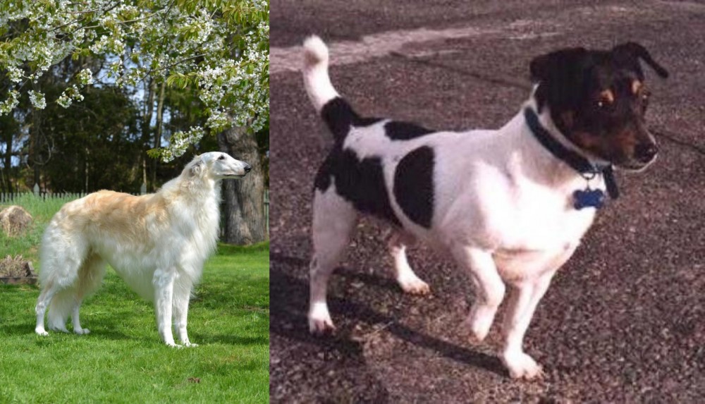 Teddy Roosevelt Terrier vs Russian Hound - Breed Comparison