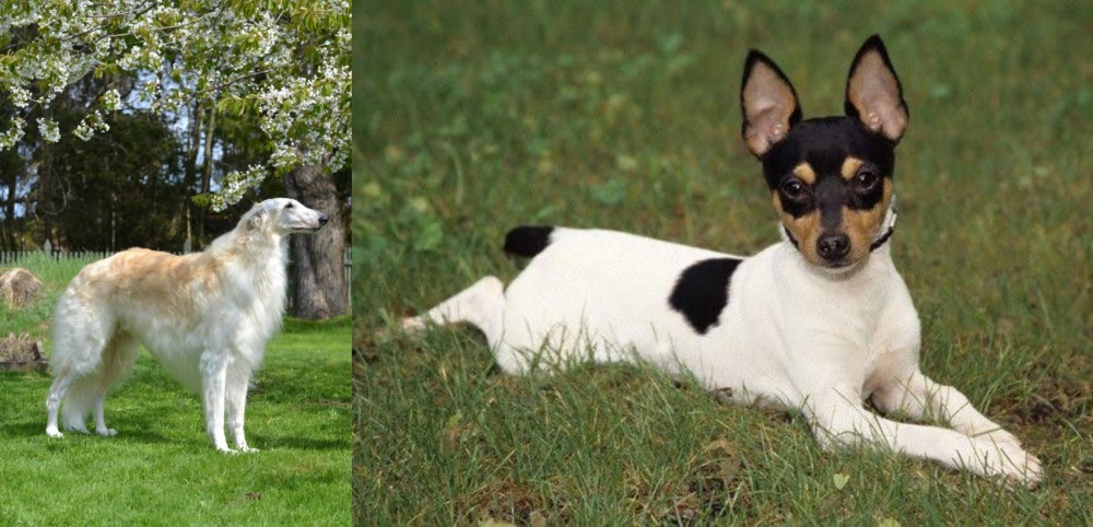 Toy Fox Terrier vs Russian Hound - Breed Comparison