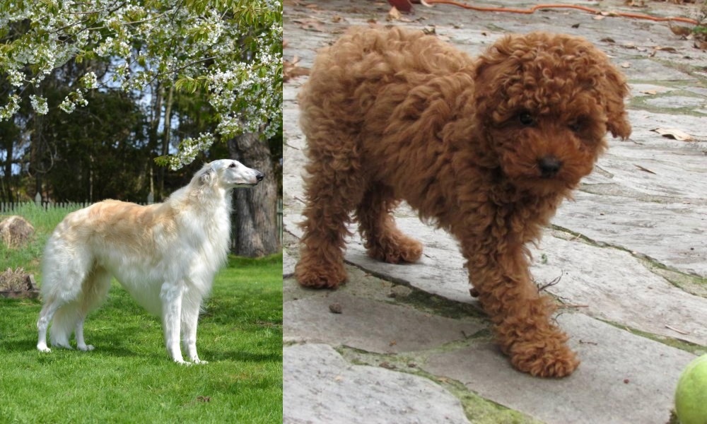 Toy Poodle vs Russian Hound - Breed Comparison