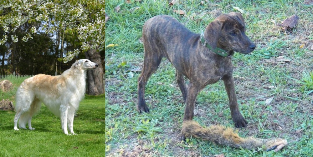 Treeing Cur vs Russian Hound - Breed Comparison