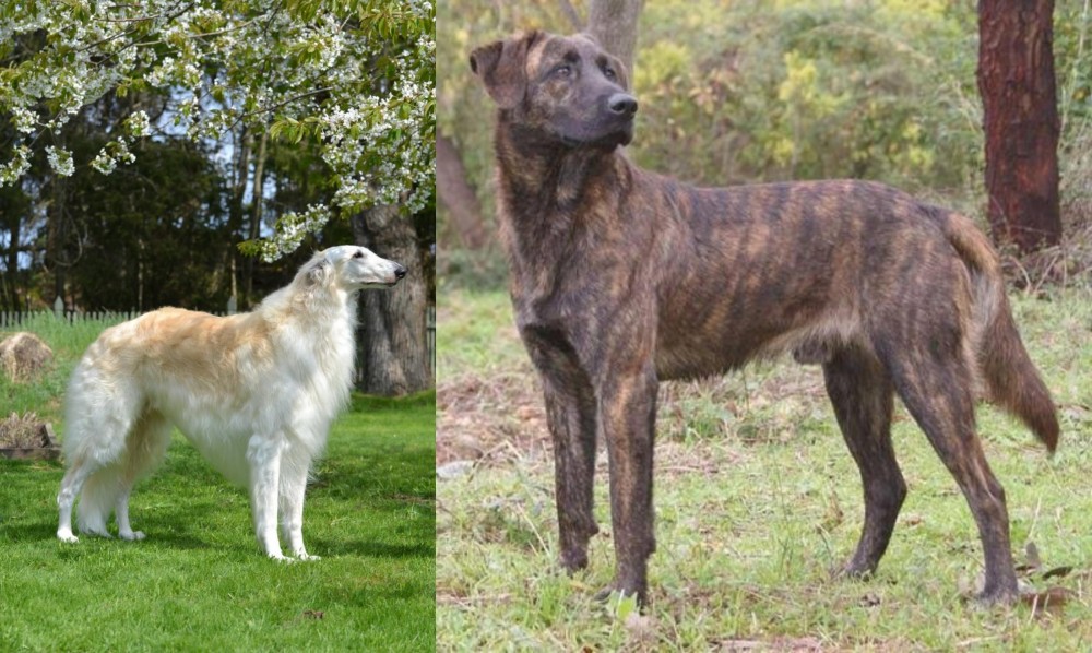 Treeing Tennessee Brindle vs Russian Hound - Breed Comparison