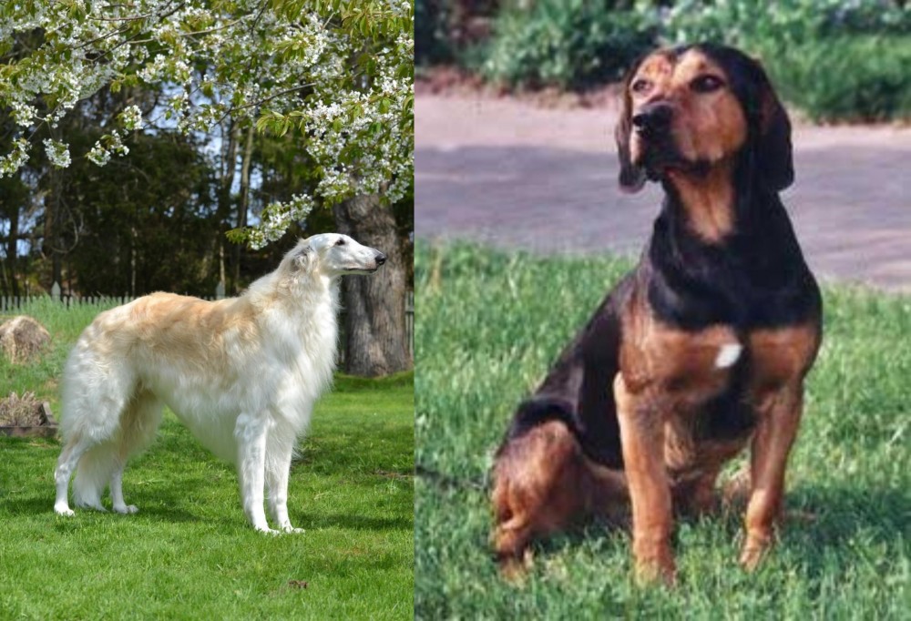 Tyrolean Hound vs Russian Hound - Breed Comparison