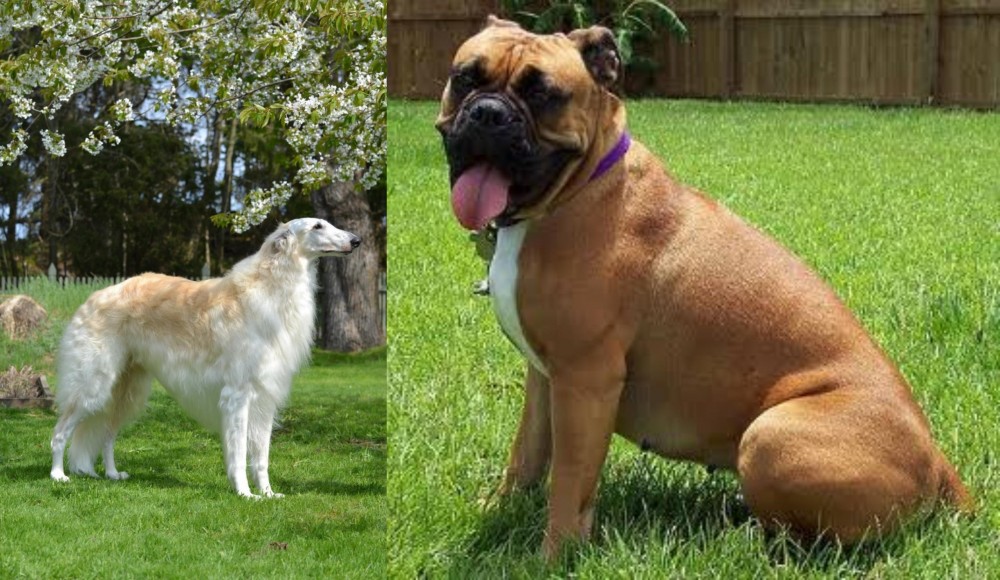 Valley Bulldog vs Russian Hound - Breed Comparison