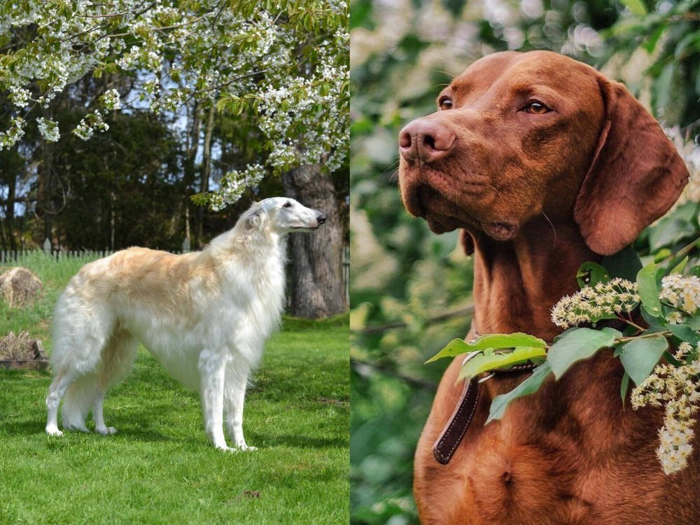 Vizsla vs Russian Hound - Breed Comparison