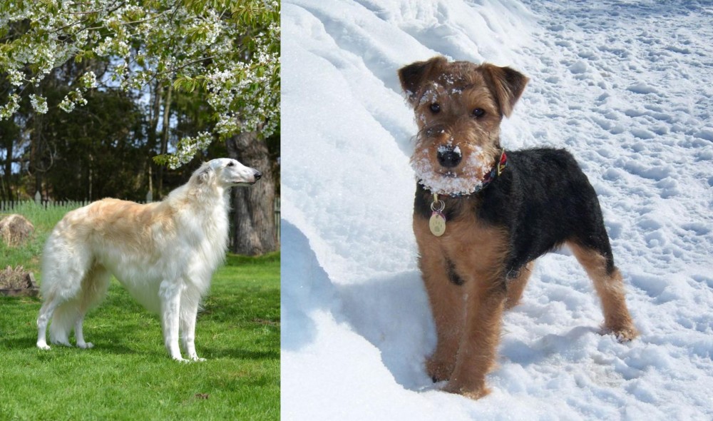 Welsh Terrier vs Russian Hound - Breed Comparison