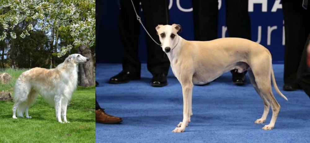 Whippet vs Russian Hound - Breed Comparison