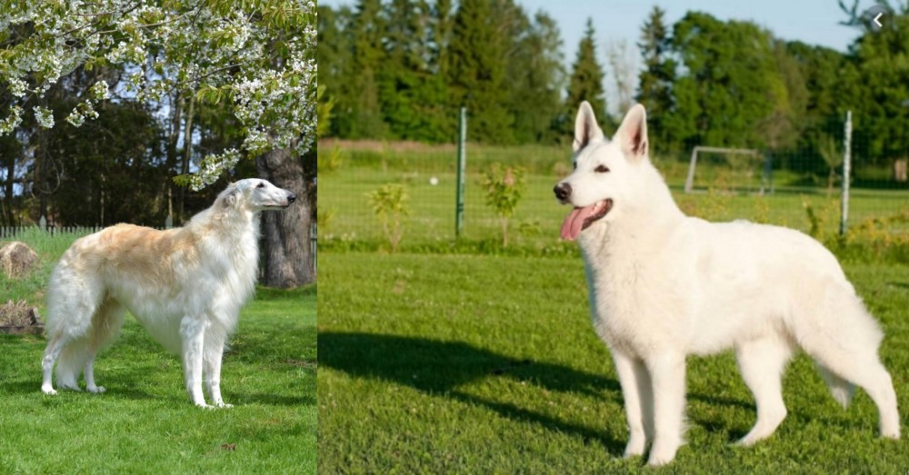 White Shepherd vs Russian Hound - Breed Comparison
