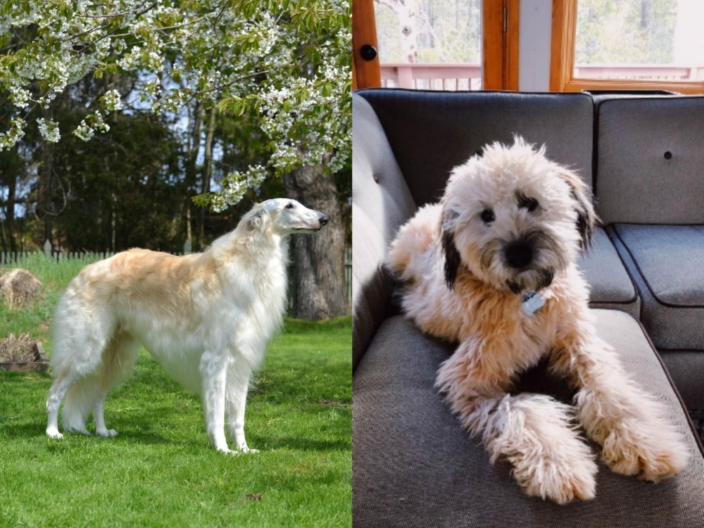 Whoodles vs Russian Hound - Breed Comparison