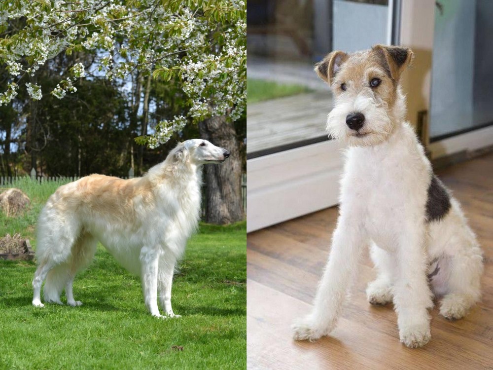 Wire Fox Terrier vs Russian Hound - Breed Comparison