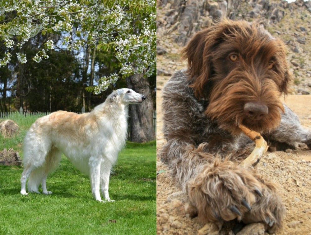 Wirehaired Pointing Griffon vs Russian Hound - Breed Comparison