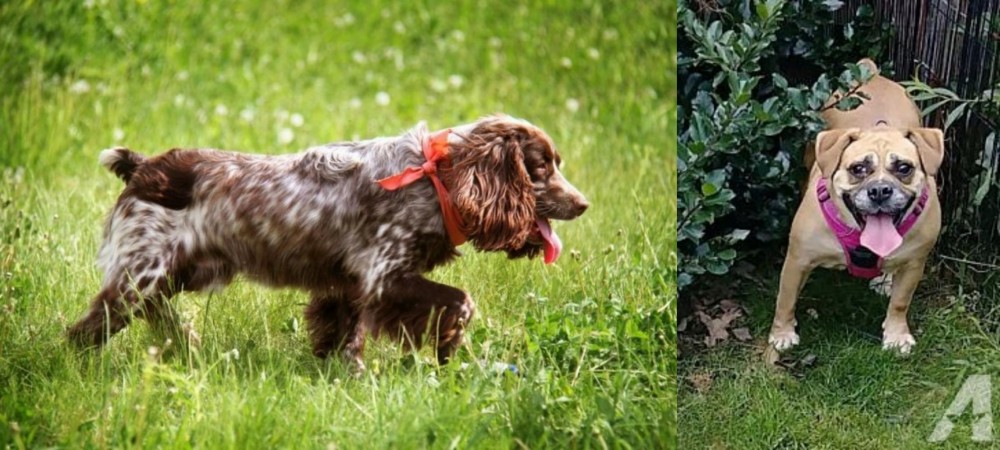 Beabull vs Russian Spaniel - Breed Comparison