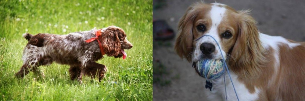 Cockalier vs Russian Spaniel - Breed Comparison