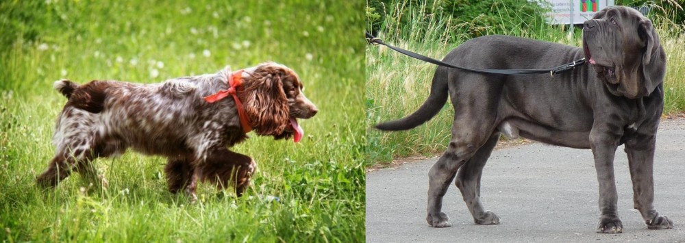 Neapolitan Mastiff vs Russian Spaniel - Breed Comparison