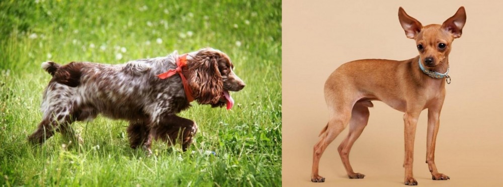 Russian Toy Terrier vs Russian Spaniel - Breed Comparison